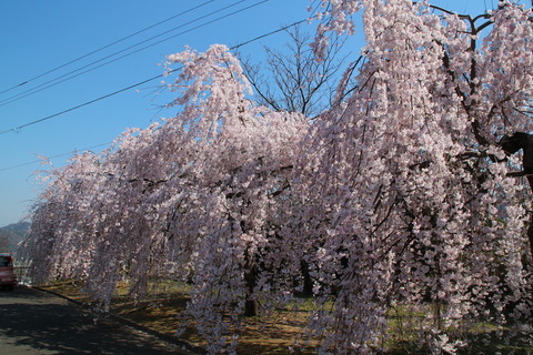 向麻山公園の桜