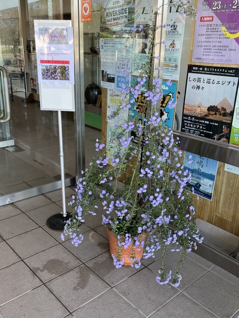 孔雀草